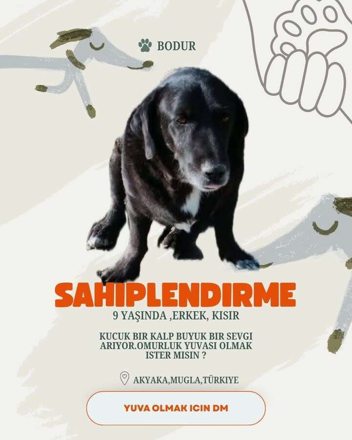 Akyaka’da 20 Köpek Yuva Bekliyor: Hayvanseverlerden Sahiplenme Çağrısı 14